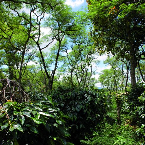 Terroir Indonesia Sumatra Orang Utan